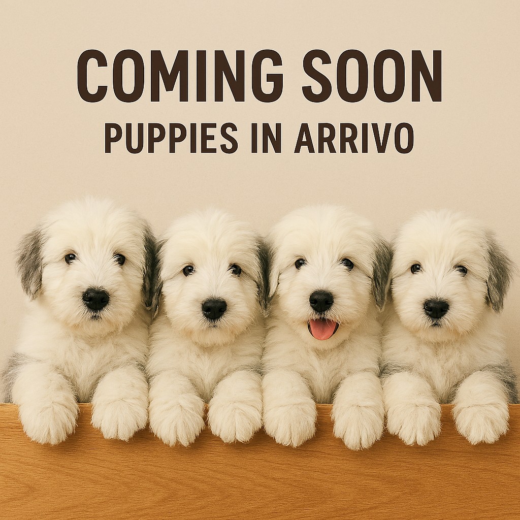 Cuccioli di Bobtail - foto 1