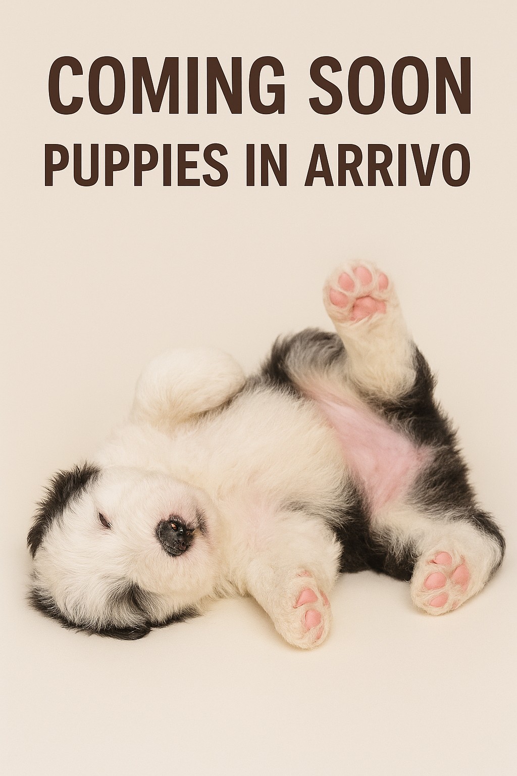 Cuccioli di Bobtail - foto 2