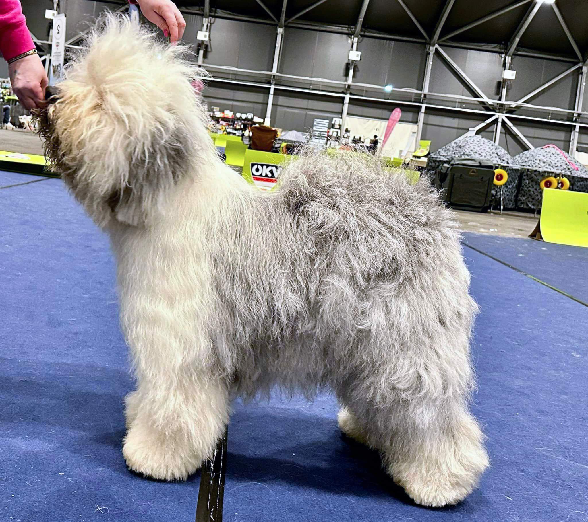Schorschi, Old English Sheepdog - foto 1