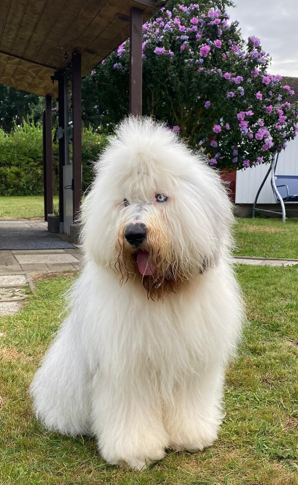 Schorschi, Old English Sheepdog - foto 2