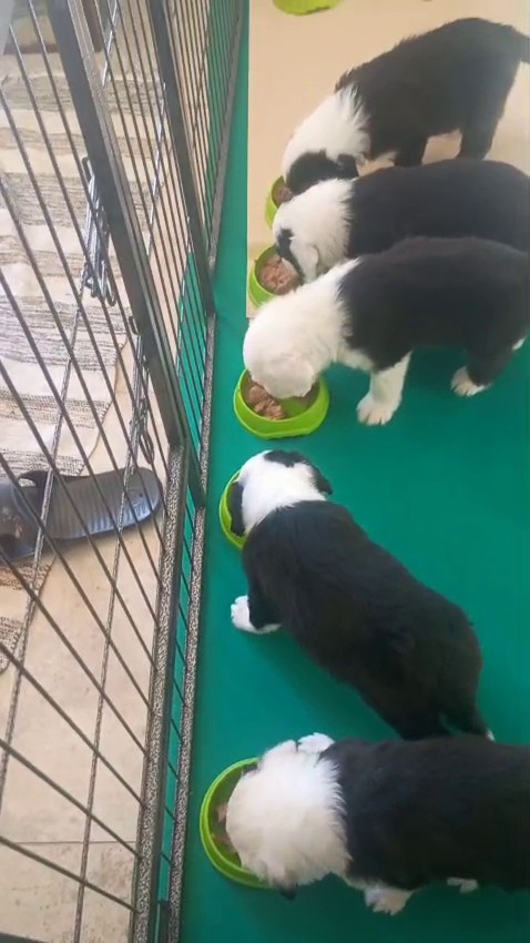 Video 10 settimana 5