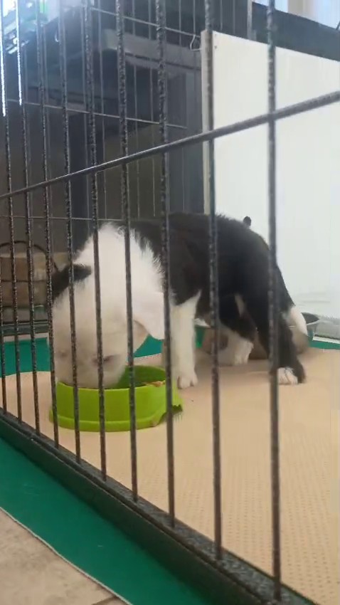 Video 11 settimana 5